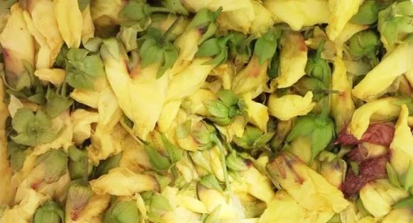药食同源的---金花葵